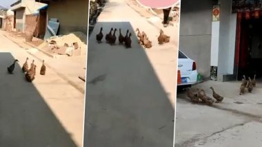 Ducking Friendship! Video of 11 Ducks Meeting Daily to Swim Together is Giving People Major BFF Goals