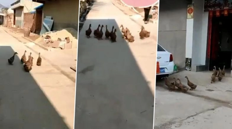 Video of 11 Ducks Meeting Daily to Swim Together is Giving People Major BFF Goals 