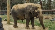 Ambika, 72-Year-Old Indian Elephant, Euthanised at the Smithsonian National Zoo in Washington