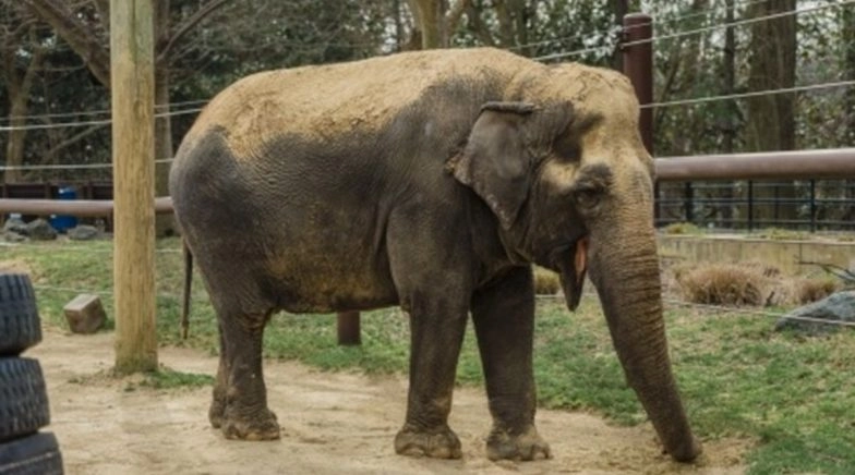 Days Before Pregnant Elephant's Death in Palakkad, Similar Tusker Death Was Reported From Kollam