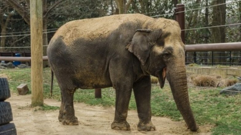 Chhattisgarh: 65-Year-Old Man Trampled to Death by Wild Elephants in Korba