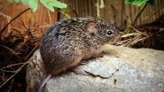 Hantavirus: News of Person Dying Due to Another Virus in China Leaves Netizens Scared; Here&rsquo;s All You Need to Know About Hantavirus Pulmonary Syndrome