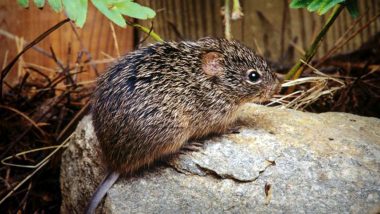 Hantavirus: News of Person Dying Due to Another Virus in China Leaves Netizens Scared; Here’s All You Need to Know About Hantavirus Pulmonary Syndrome