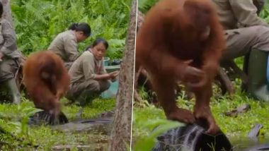 Orangutan Teaches the Importance of Washing Hands and Maintain Hygiene During Coronavirus Pandemic, Watch Viral Video