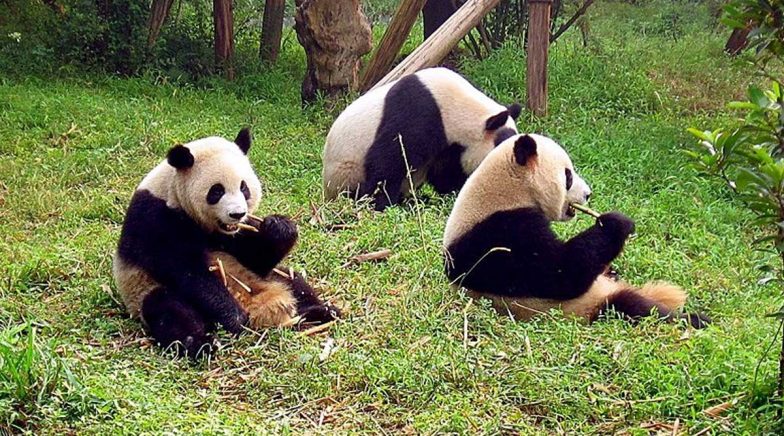 Two Baby Pandas Born at France’s Beauval Zoo (Watch Video)