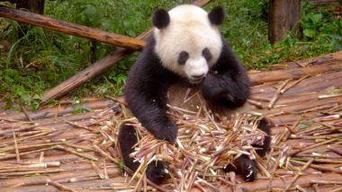 Happy National Panda Day 2020: 9 Interesting Facts All Panda Lovers Should Know