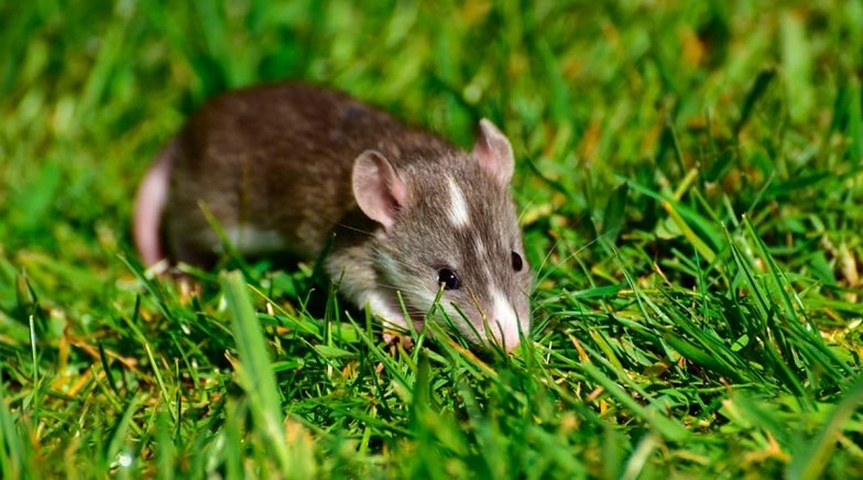 Can the Hantavirus Transmit From Human to Human and Do You Need to Quarantine?