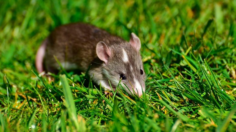 Hantavirus Fact Check: Can the Virus Transmit From Human to Human and Do You Need to Quarantine? Know How People Can Be Infected With HPS
