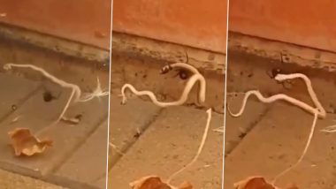 Venomous Redback Spider Attacks and Kills a Baby Brown Snake in Adelaide! (Watch Viral Video)