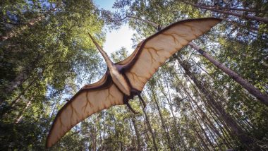 African Pterosaurs: Three New Species of Flying Reptiles That Lived 100 Million Years Ago in Sahara Discovered