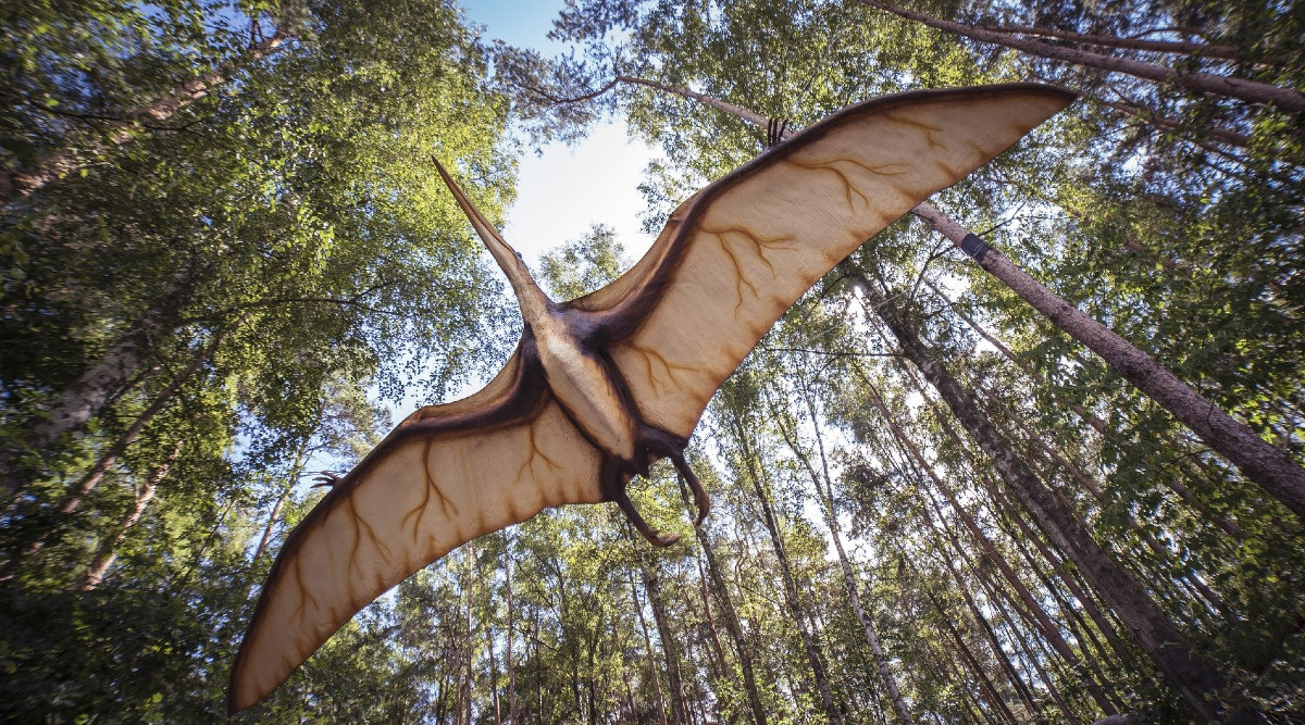 African Pterosaurs Three New Species Of Flying Reptiles That Lived 100