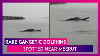 River Ganga Near Meerut Sees The Return Of Gangetic Dolphins, Rare Sight Caught On Camera