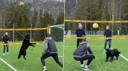 Adorable Video of Little Kiara, the Volley Dog, Playing Volleyball Goes Viral! Netizens Are in Love (View Cute Pics and Clips)