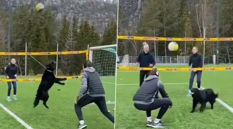 Adorable Video of Little Kiara, the Volley Dog, Playing Volleyball Goes Viral! 