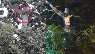 Image of Jesus Christ Crucifixion Appears on a Tree Making Colombians Gather Around It Breaking the Coronavirus Lockdown (Watch Video)