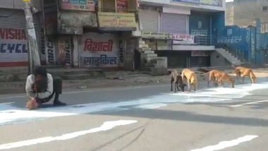 Agra Man Shares Milk Spilt on Road With Dogs to Satisfy Hunger Amid Coronavirus Lockdown; Watch Heartbreaking Video