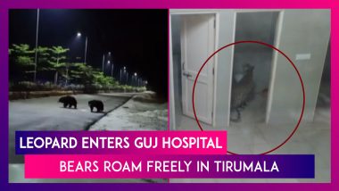 Leopard Enters Hospital Washroom In Gujarat, Bears Roam Freely In Tirumala Amid Coronavirus Lockdown