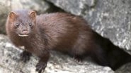 Mink Suspected to Have Infected Dutch Farmer With COVID-19