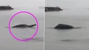 Endangered Ganges River Dolphins Spotted in Meerut! 5 Facts About the Blind Mammal That Will Surprise You (Watch Viral Video)