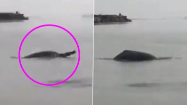 Endangered Ganges River Dolphins Spotted in Meerut! 5 Facts About the Blind  Mammal That Will Surprise You (Watch Viral Video) | 👍 LatestLY
