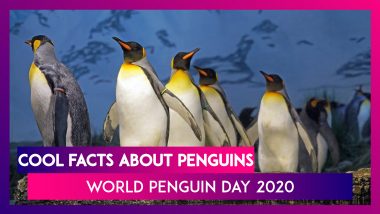 World Penguin Day 2020: 15 Must Know Facts About These Aquatic Flightless Birds