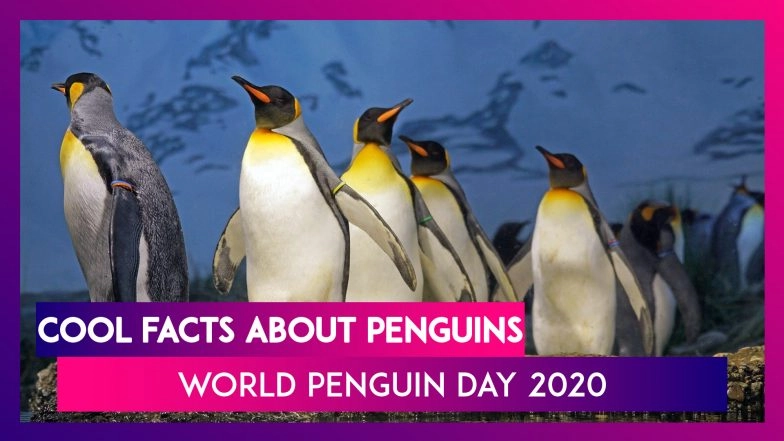World Penguin Day 2020: 15 Must Know Facts About These Aquatic