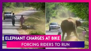 An Elephant Charges At A Bike, Forcing The Two Riders To Run In Horrifying Footage