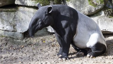 World Tapir Day 2020: Interesting Facts About the Endangered Animal and Why Conservation of the Herbivore and its Habitat is Important