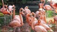 Migratory Flamingos Flock to Navi Mumbai: Pictures and Videos of Flamingo Birds Swarming Mesmerise Netizens As the Turnout Increases Than Last Year!