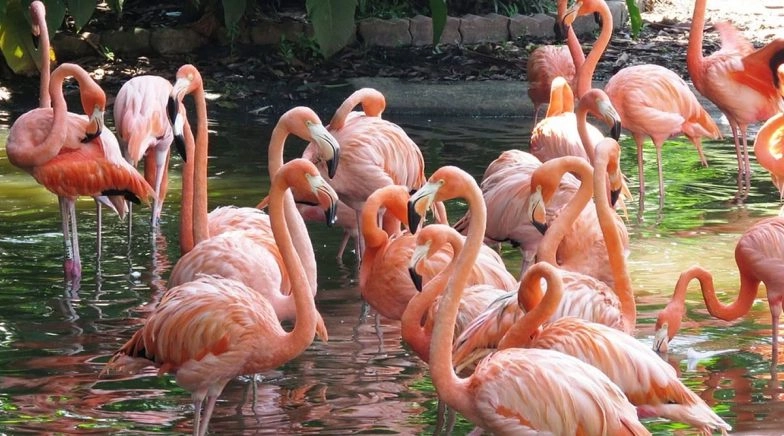 Migratory Flamingos Flock to Navi Mumbai Pictures and Videos
