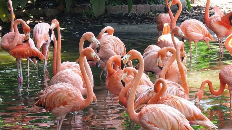 Migratory Flamingos Flock to Navi Mumbai: Pictures and Videos of Flamingo Birds Swarming Mesmerise Netizens As the Turnout Increases Than Last Year!