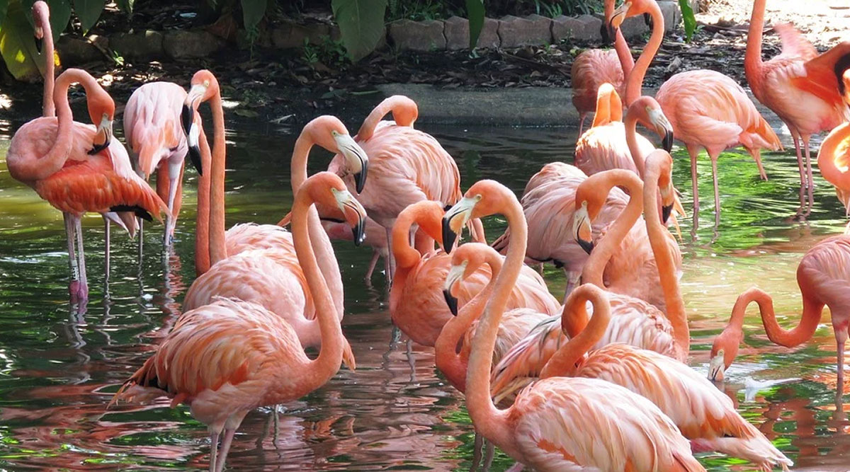 flock of flamingos