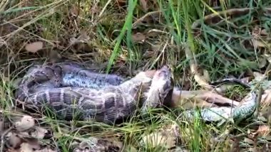 Burmese Python Swallows a Whole Deer in a Viral Video from Dudhwa National Park! Majesctic Reptile Amazes Netizens