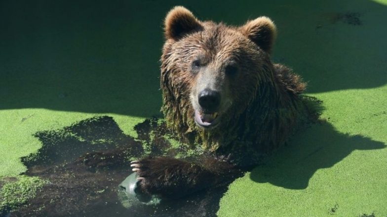 Bear Takes a Stroll With Its Three Cubs At Popular Tourist Lake in Greece During Coronavirus Lockdown