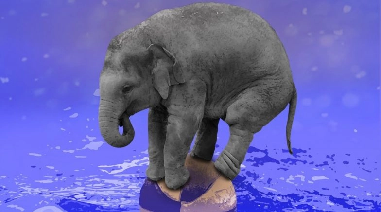 Chinese Zoo Stops Animal Circus to Teach People Love For Wildlife Amidst COVID-19