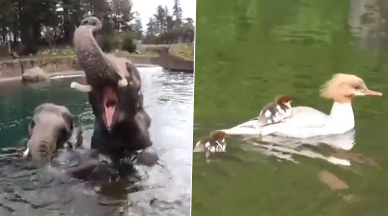 Bored of Quarantining? Watch These Cute Animal Videos That Will Make You Smile!