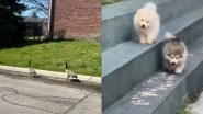 Animals And Birds Follow Social Distancing! Funny Photos of Dogs, Cats And Pigeons Sticking to Guidelines Go Viral