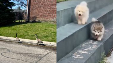 Animals And Birds Follow Social Distancing! Funny Photos of Dogs, Cats And Pigeons Sticking to Guidelines Go Viral