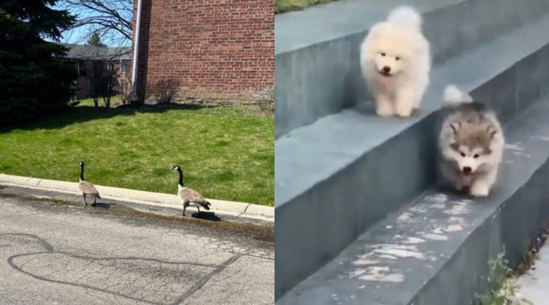 Funny Photos of Animals And Birds Following Social Distancing During COVID-19 Go Viral