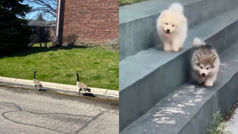 Animals And Birds Follow Social Distancing! Funny Photos of Dogs, Cats And Pigeons Sticking to Guidelines Go Viral