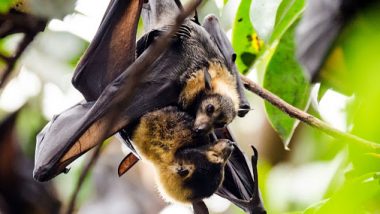 Karnataka: People Axe Trees to Stop Bats from Roosting Amid Coronavirus Scare, Forest Department Issues Warning Not to Fell Trees