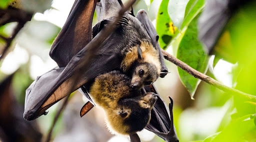 Karnataka: People Axe Trees to Stop Bats from Roosting Amid Coronavirus Scare