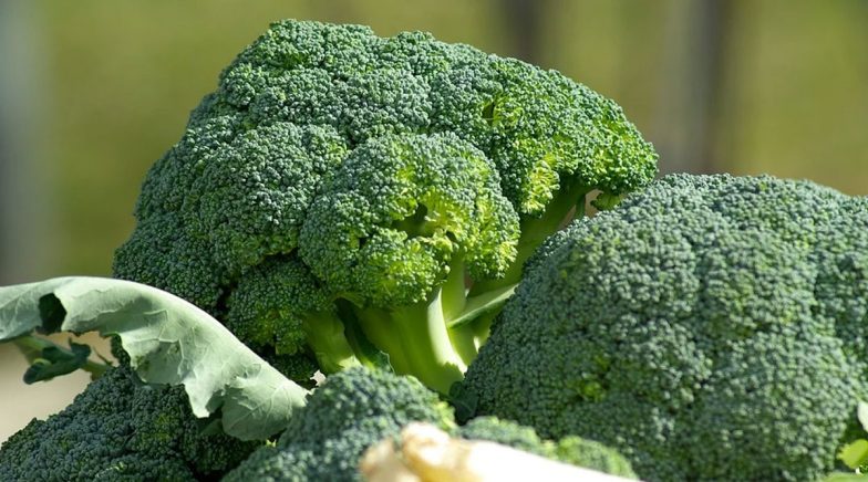 Broccoli, Brussels and Sprouts Delight Can Prevent Advanced Blood Vessel Disease, Shows Study