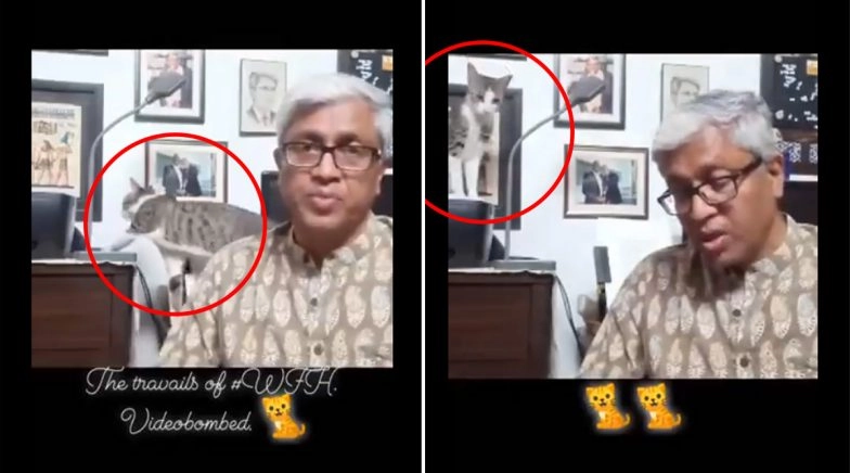 Journalist Ashutosh's Cat Videobombs While He Works From Home, Shares Cute Videos on Twitter