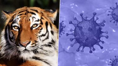 Tigress Kalpana in Delhi Zoo Dies of Kidney Failure, Samples Sent For Coronavirus Testing