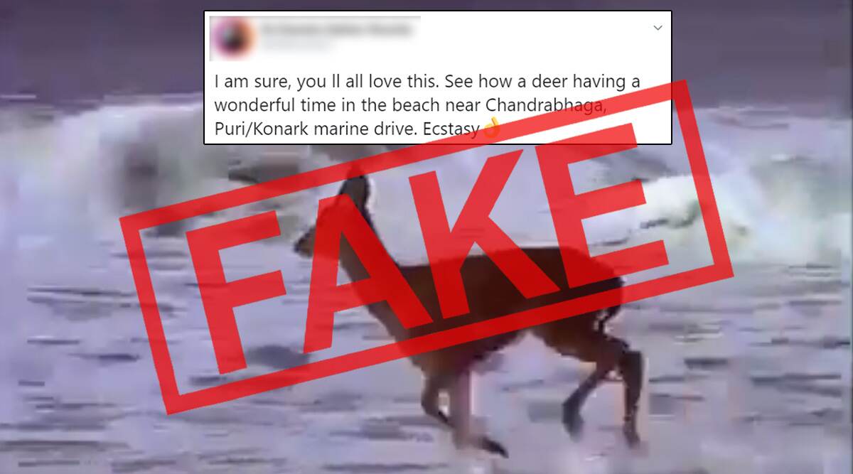 Fact Check: Deer Spotted Playing on Chandrabhaga Beach or Konark Puri Marine Drive in Odisha Amid Lockdown? Know Truth About This Viral Video Fact Check: Deer Spotted Playing on Chandrabhaga Beach or Konark Puri Marine Drive in Odisha Amid Lockdown? Know Truth About This Viral Video