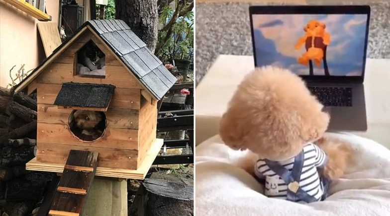 Making Dog Homes to Watching Movies, People Tweet About Their Pooches During Quarantine