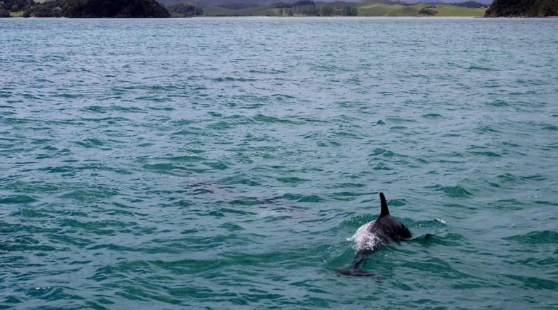 Gangetic Dolphins Spotted From Ghats of Kolkata as Water Pollution Decreases During Lockdown
