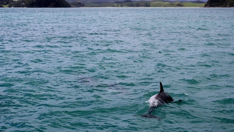 Gangetic Dolphins Spotted From Ghats of Kolkata as Water Pollution Decreases During Lockdown (See Pictures)