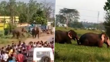Two Wild Elephants Separated From Herd Seen Running on Road Scaring People in Chhattisgarh's Arang Town (Watch Videos)